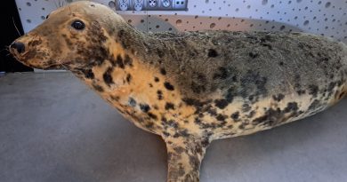 6a i 8a – kierunek Hel